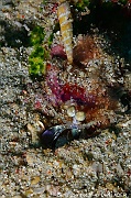 Odontodactylus brevirostris-Bangka Batu Mandi-26m-20240927-da-DSC_0401_tn